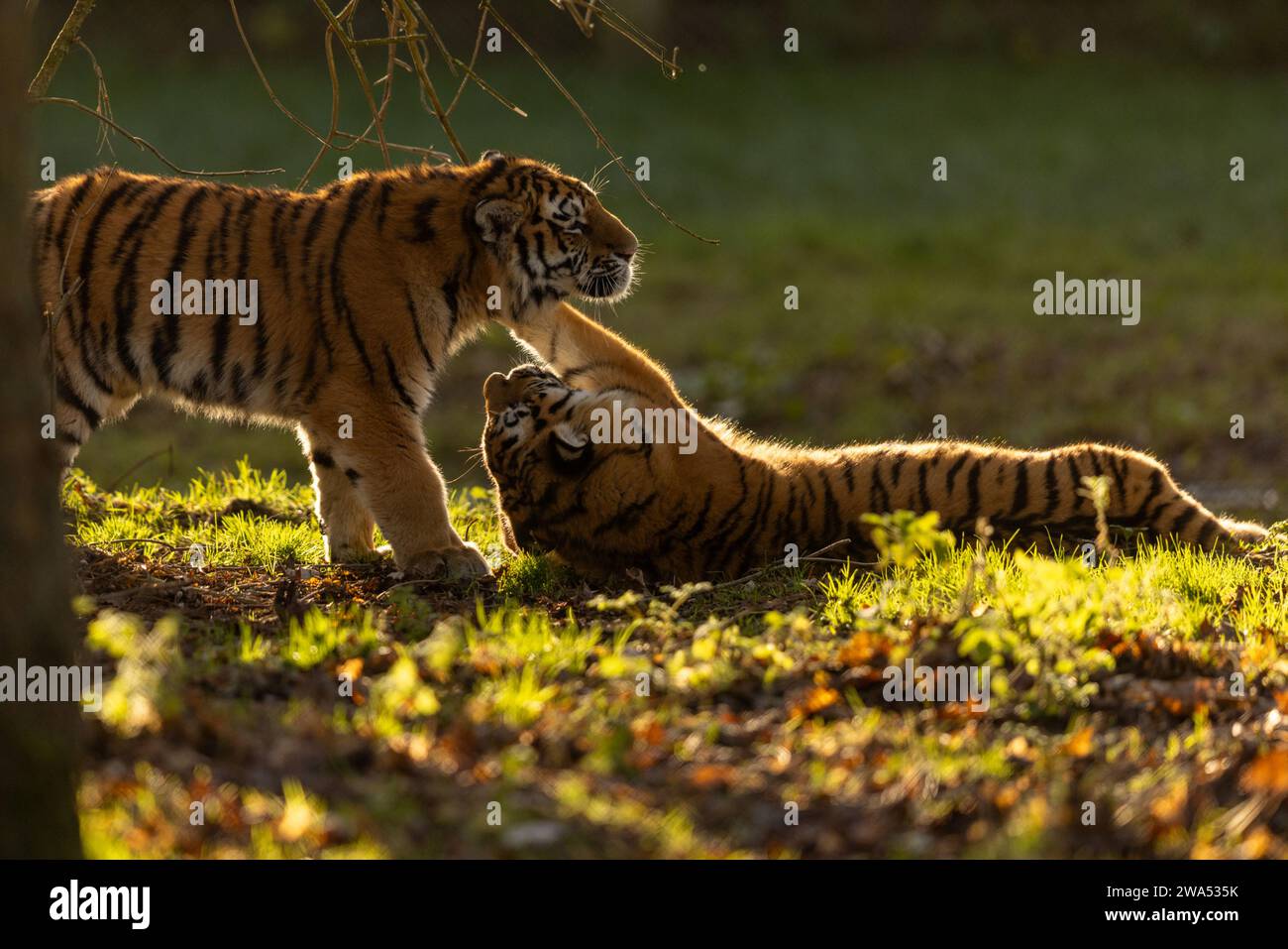 I fratelli tigri che adorano ogni altra parte del Regno Unito sono state catturate su New Y immagini ACCATTIVANTI di due cuccioli di tigre siberiani che giocano e si fanno doccia a vicenda con affetto Foto Stock