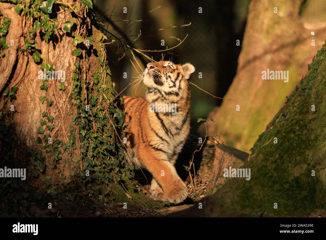 Il cucciolo di tigre siberiana a Norfolk nel Regno Unito sono state catturate immagini ACCATTIVANTI di due cuccioli di tigre siberiani che giocano e si fanno doccia a vicenda con affetto Foto Stock