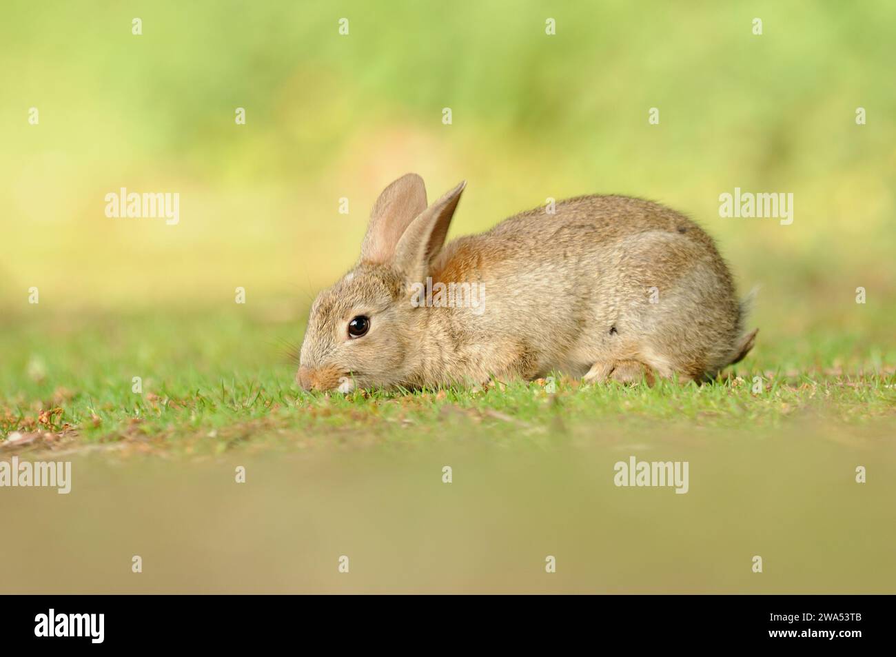 Coniglio, Oryctolagus cuniculus, Young, fen, Norfolk, primavera Foto Stock