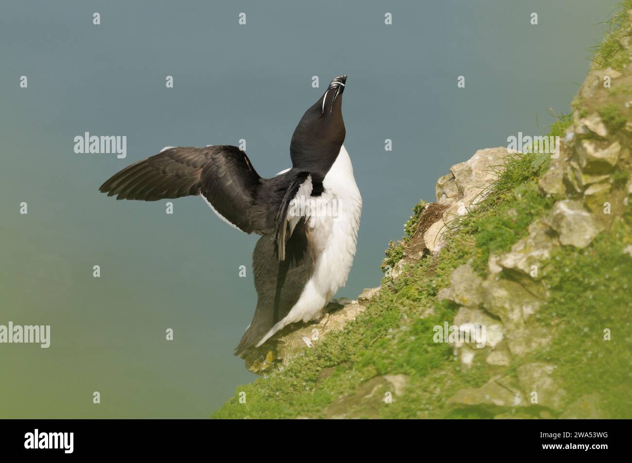 Razorbill, Alca torda, arroccato sul bordo della scogliera, che si estende sulle ali, Bempton Cliffs, Yorkshire, Regno Unito Foto Stock