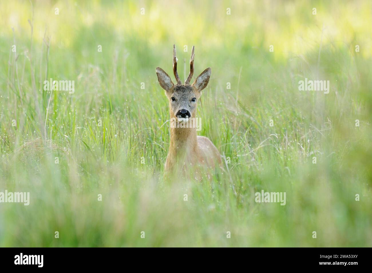 Cervo capriolo, buck, Capreolus capreolus, fen, primavera, Norfolk Foto Stock