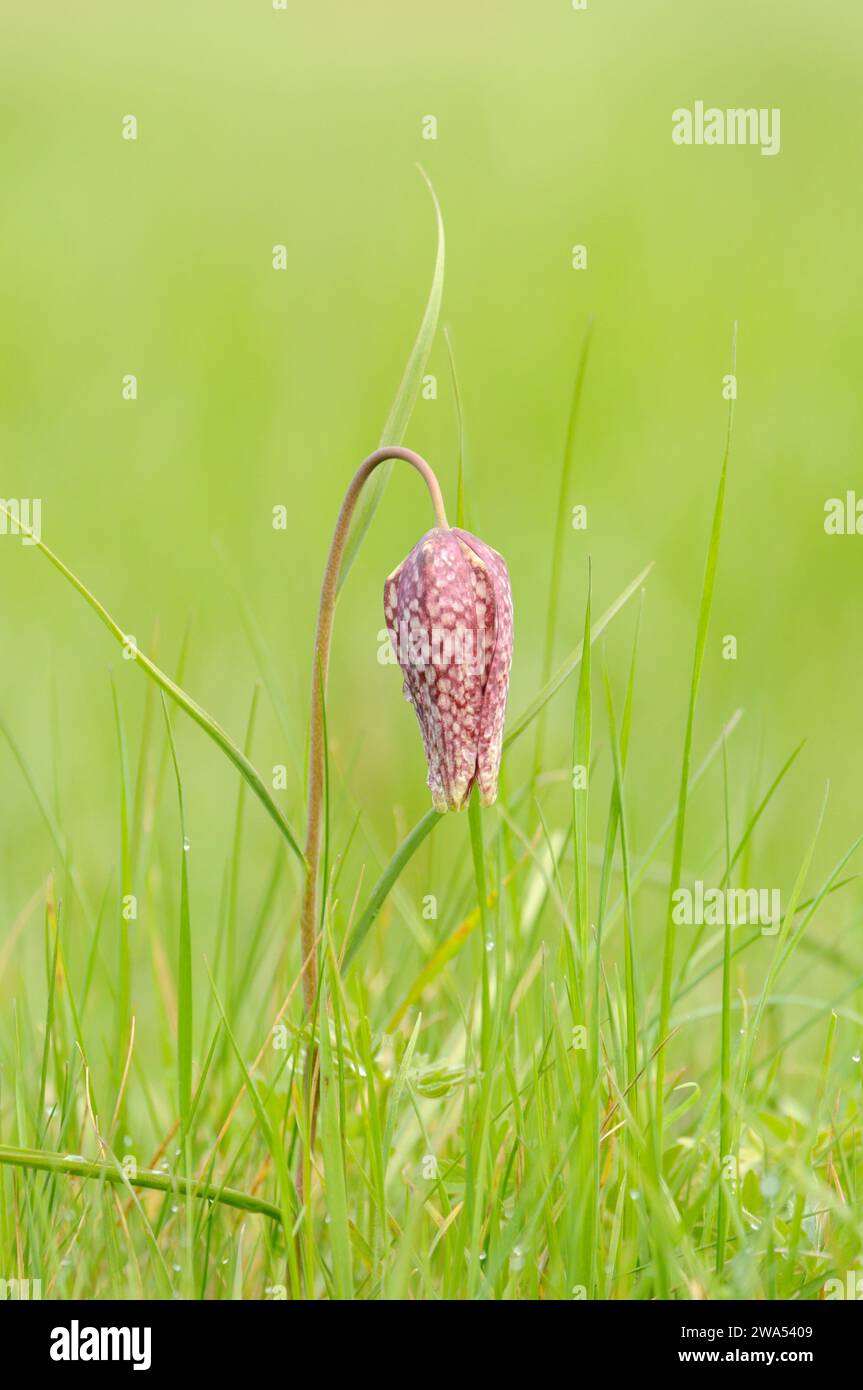 Snake's Head Fritillary, Fritillaria meleagris, Fox Fritillary Meadow, Suffolk, Suffolk Wildlife Trust Foto Stock