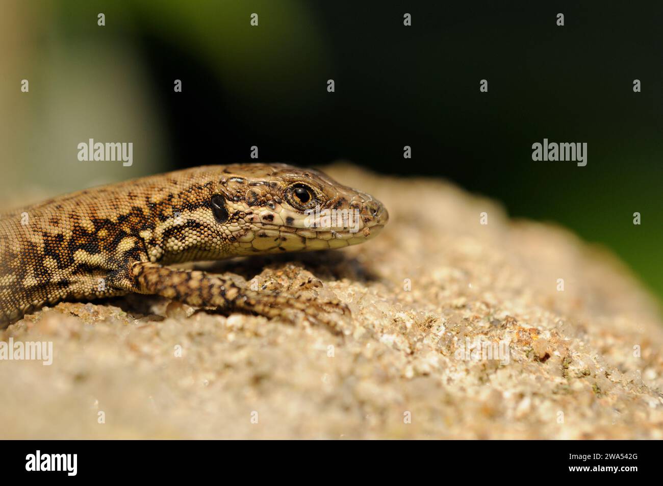 Common Wall Lizard, European Wall Lizard, Podarcis muralis, crogiolarsi sulle rocce, Suffolk, REGNO UNITO Foto Stock