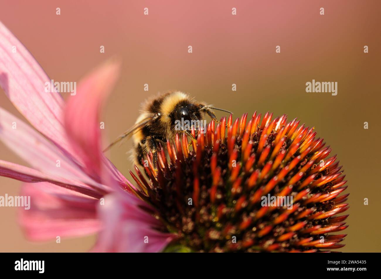 bumblebee dalla coda bianca, Bombus lucorum, su fiore di echinacea, Norfolk Foto Stock