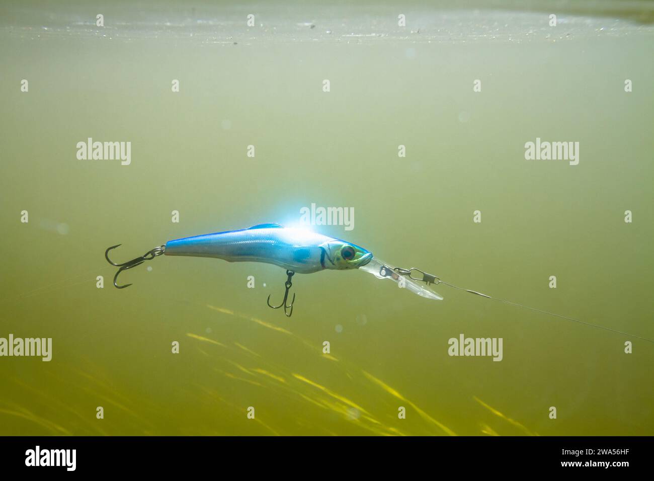 Un oscillatore blu attaccato a una canna da pesca galleggia nella colonna d'acqua verdastra del fiume durante la pesca spinning. Sotto di esso, piante d'acqua di co verde Foto Stock