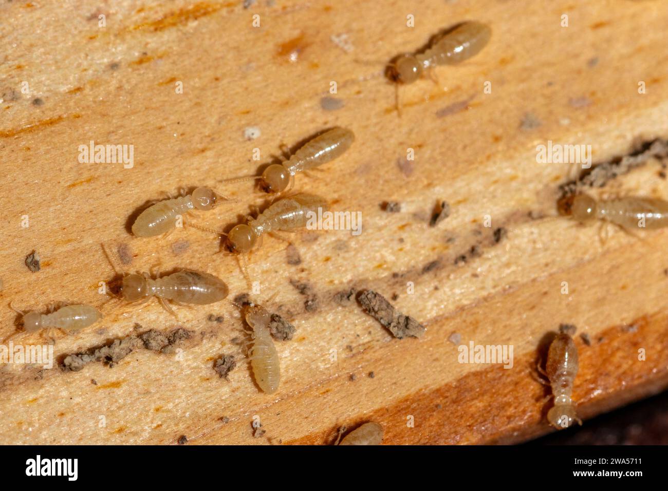 Reticulitermes flavipes, Termite sotterranea orientale Foto Stock