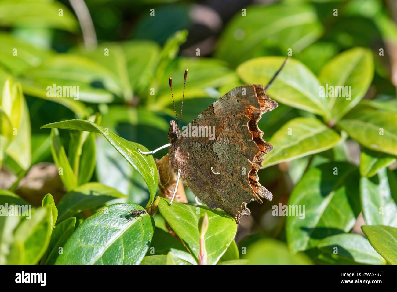 Comma Butterfly, (Polygonia c-album), Inverurie, Aberdeenshire, Scozia, REGNO UNITO Foto Stock