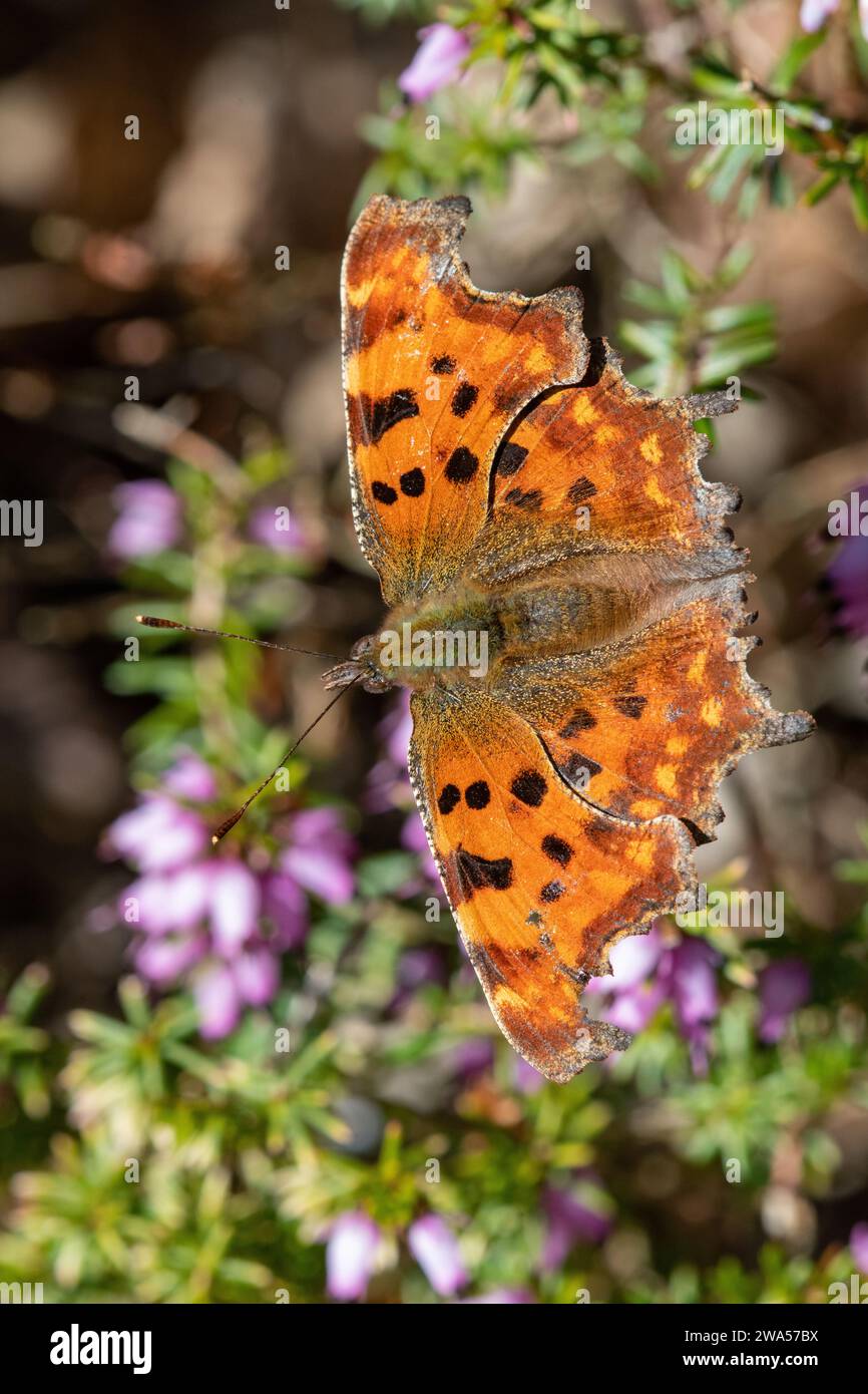 Comma Butterfly, (Polygonia c-album), Inverurie, Aberdeenshire, Scozia, REGNO UNITO Foto Stock