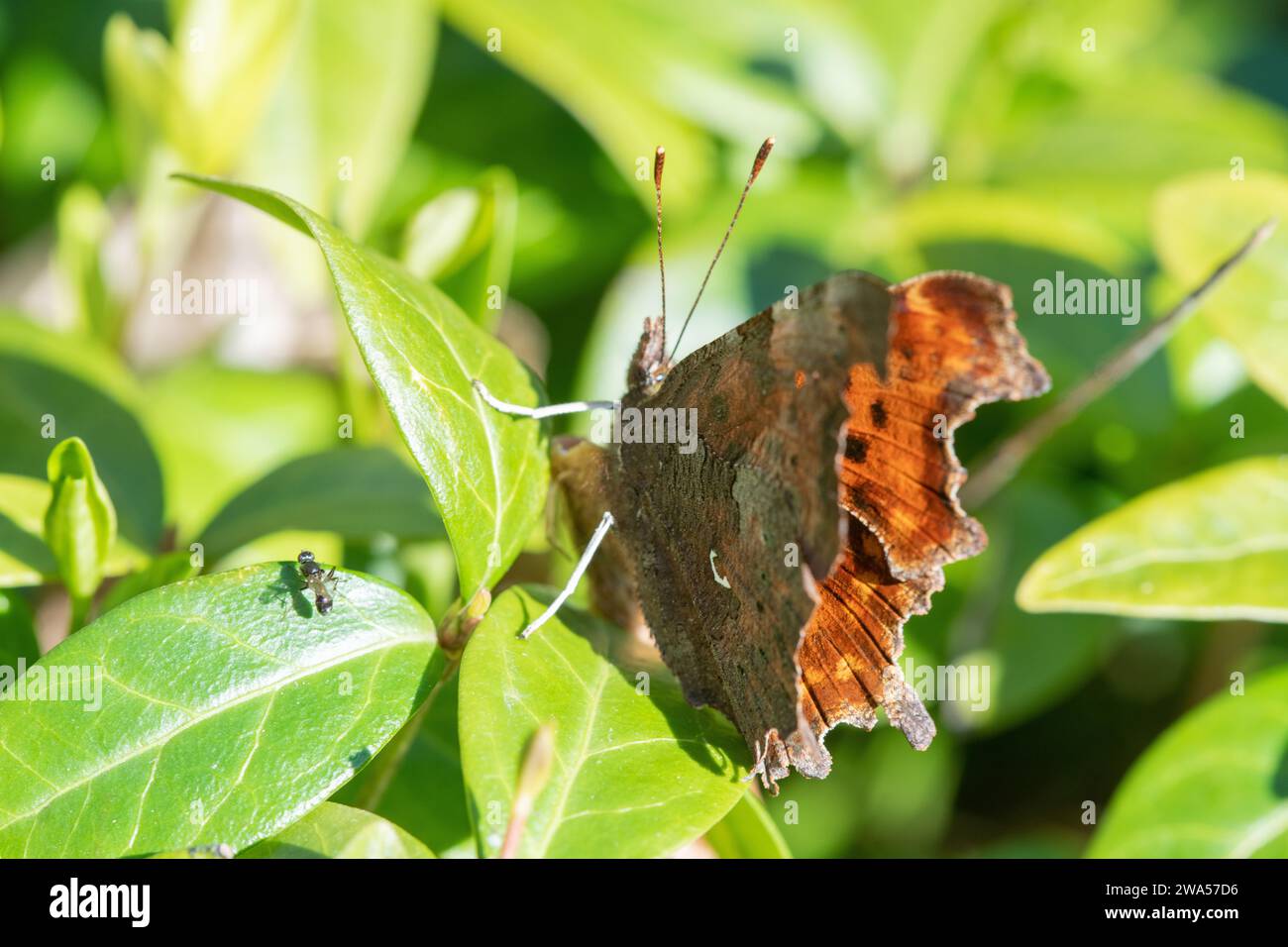 Comma Butterfly, (Polygonia c-album), Inverurie, Aberdeenshire, Scozia, REGNO UNITO Foto Stock