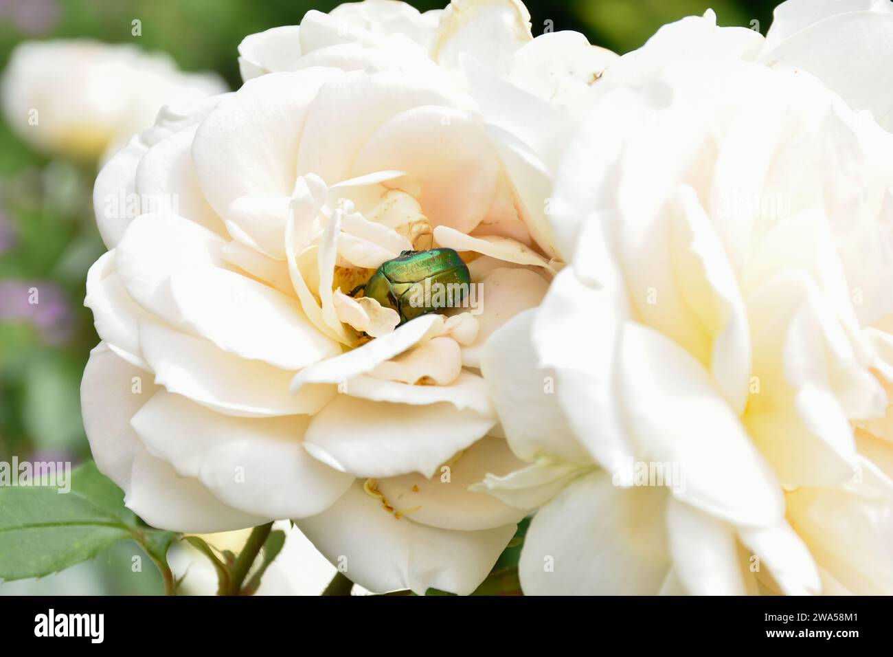 Grande insetto verde seduto su bocciolo di rosa bianco, insetto su fiore nel giardino estivo, petali in fiore, fragrante aroma fiorito, macro, botanico. Foto Stock