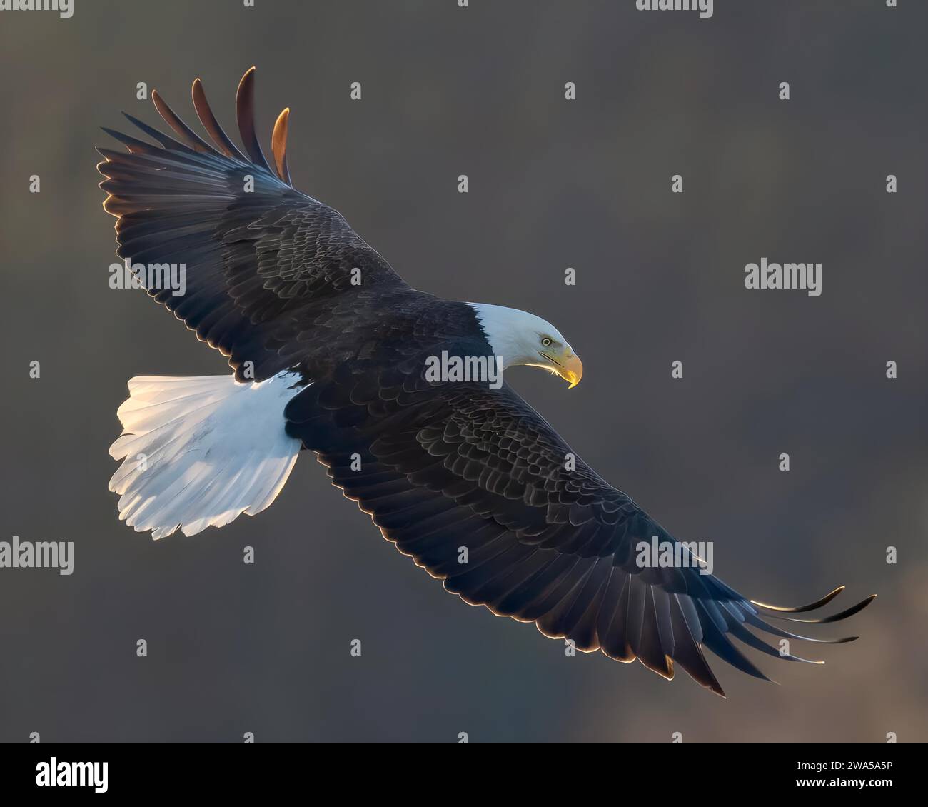 un uccello vola sopra la montagna Foto Stock
