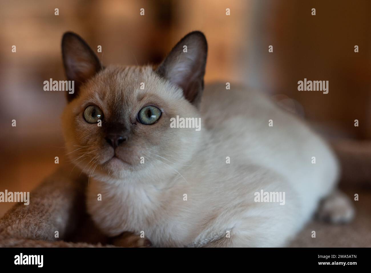 Gattino tonkinese Blue Point che guarda il mondo con occhi acquamarini. Foto Stock
