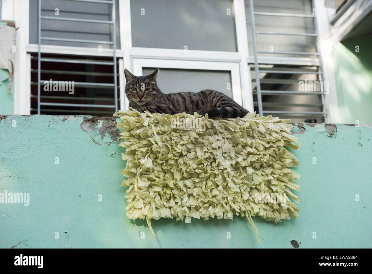 Il gatto tigre grigio e bianco trova un frammento di tappeto verde funky e shag in cima a una parete verde menta per fare un letto e riposarsi. Foto Stock