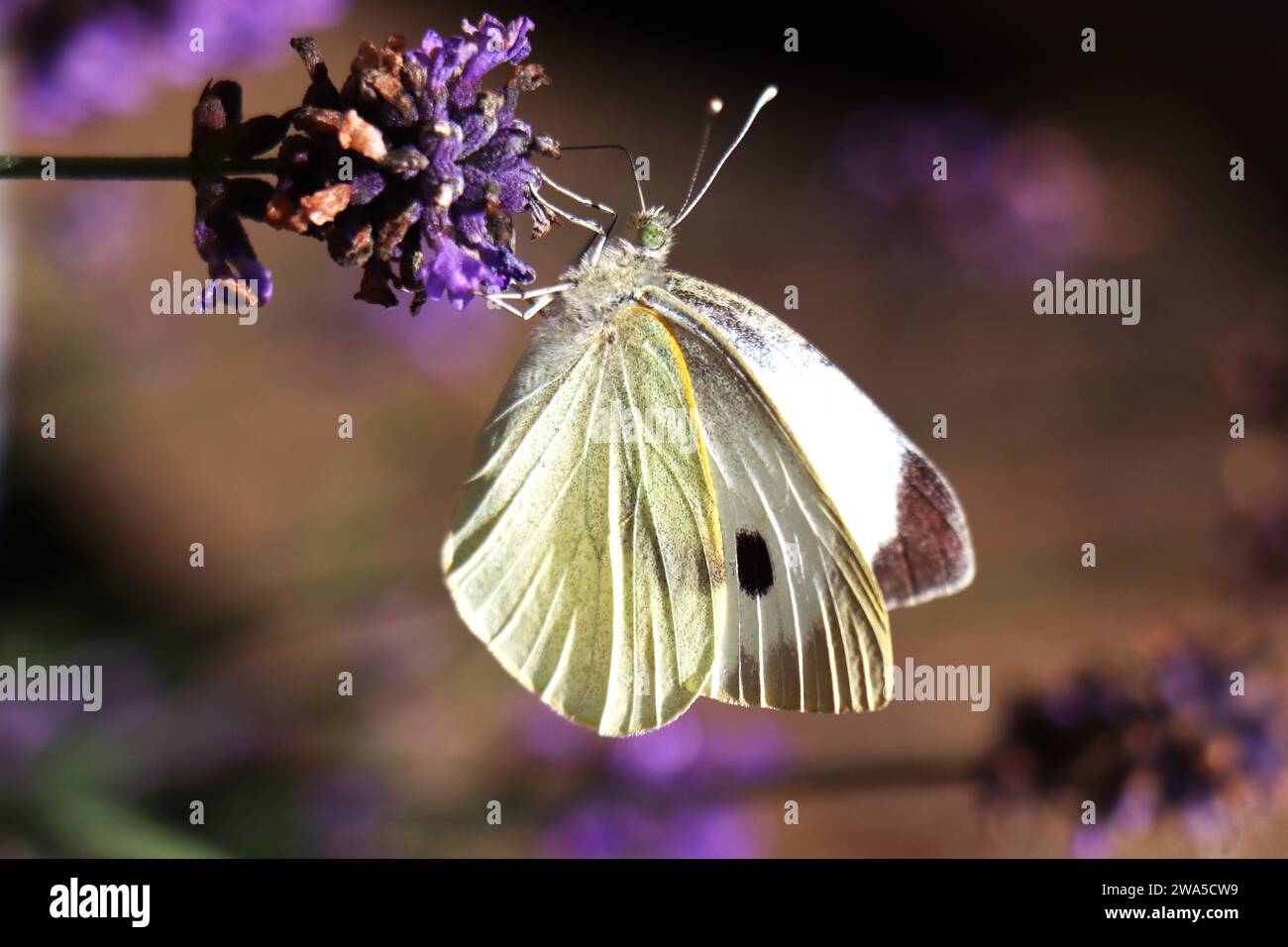 Butterfly, un piccolo bianco, su un fiore di lavanda inglese, preso in un giardino del Devon UK Foto Stock