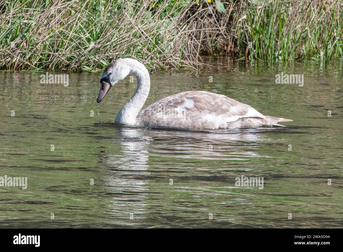 Silute Swan cygnet (Cygnus olor) River Don, Inverurie, Aberdeenshire, Scozia, Regno Unito Foto Stock