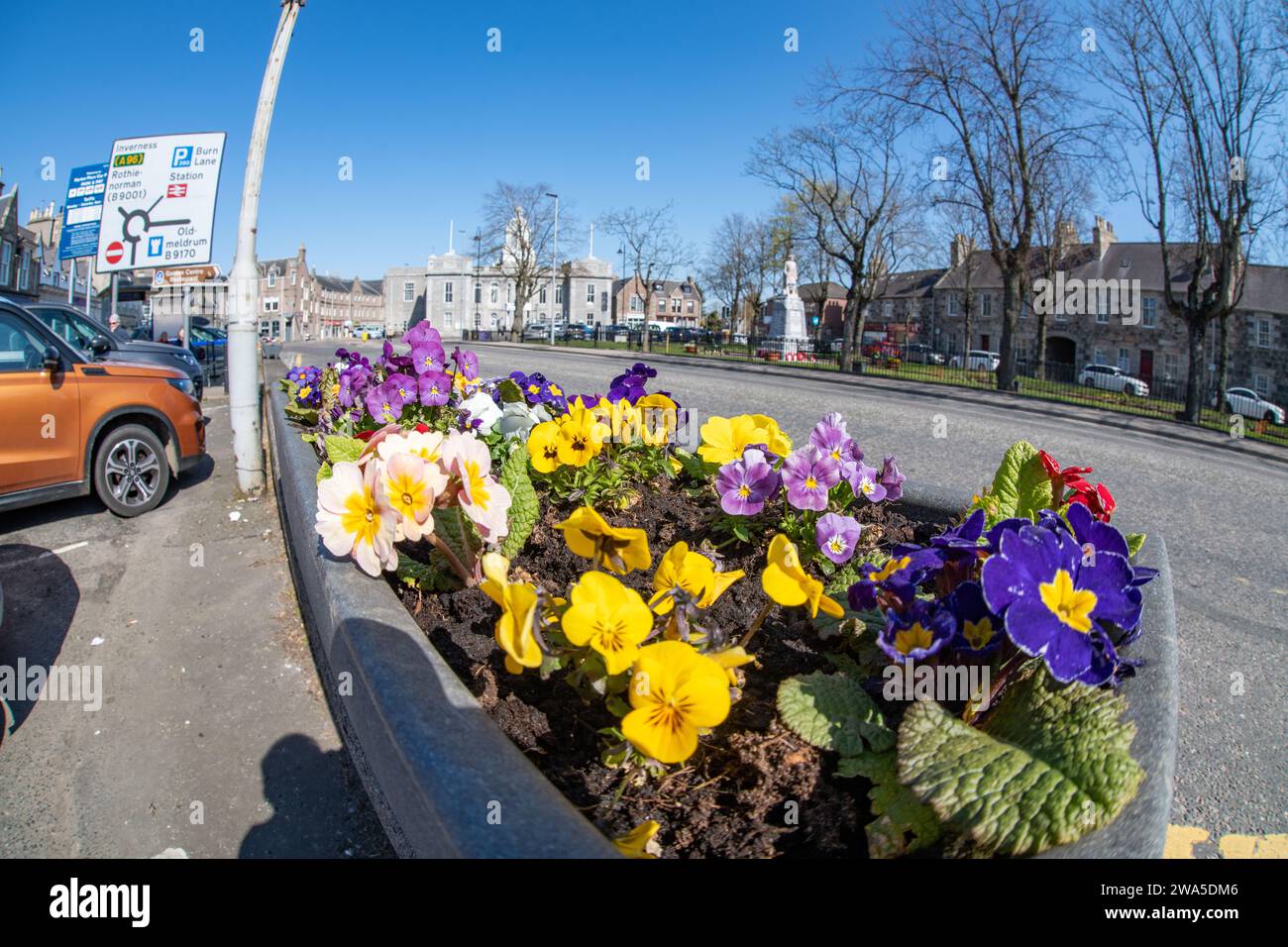 Spring Bedding Displays, Inverurie, Aberdeenshire, Scozia, Regno Unito Foto Stock