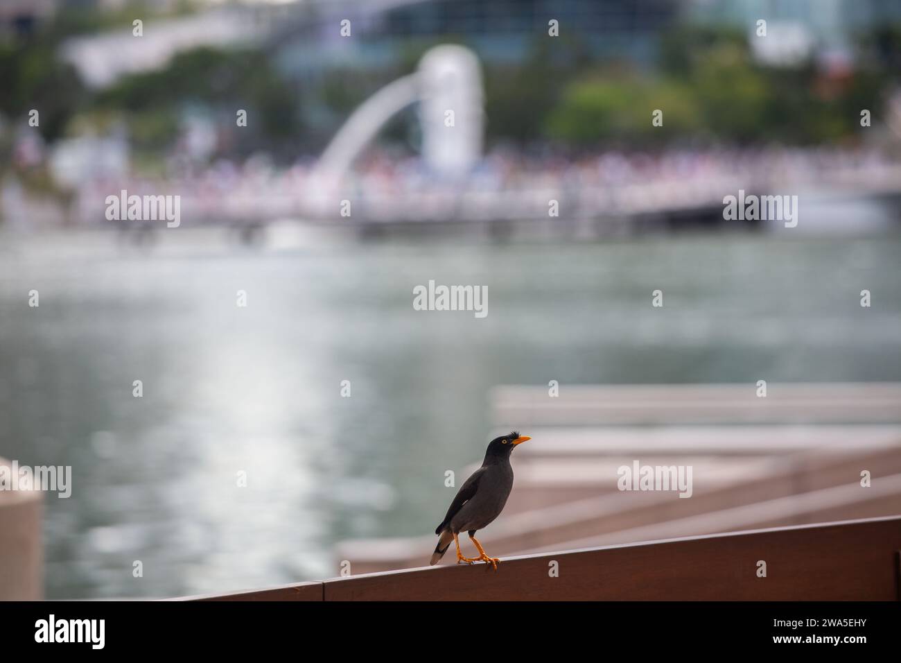 Il Javan Myna (Acridotheres javanicus) di fronte al famoso punto di riferimento turistico di Merlion, Singapore. Foto Stock