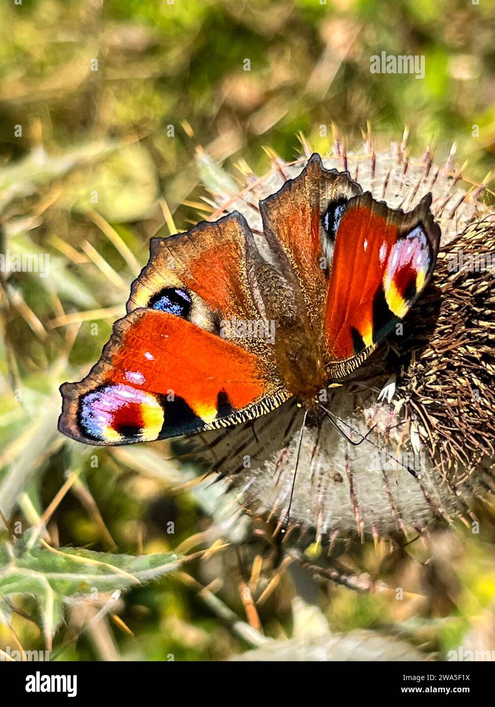 Farfalla Peacag su un fiore d'India in una soleggiata giornata estiva Foto Stock