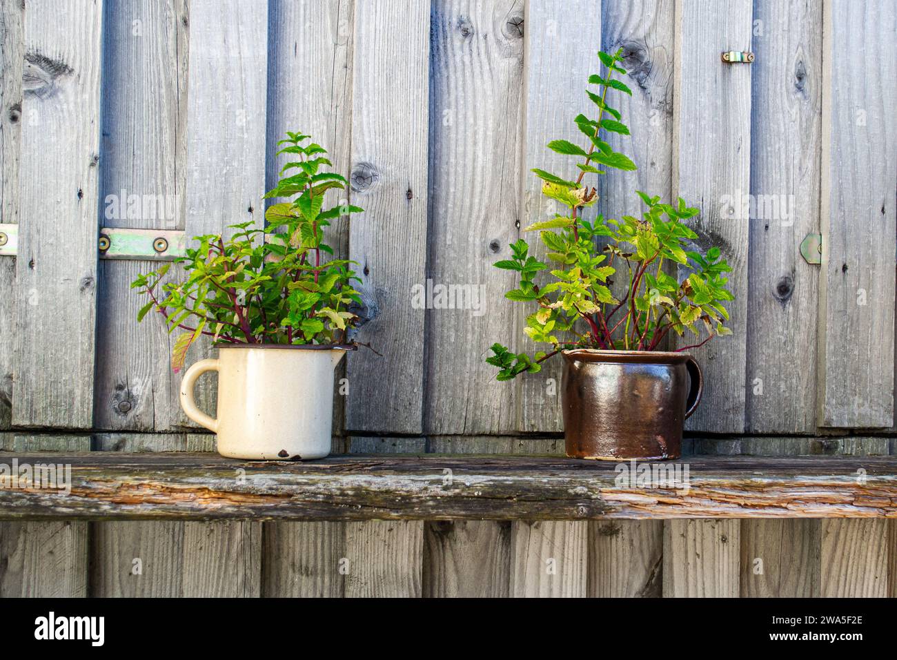 Due grandi tazze d'epoca con piccoli cespugli di piante che crescono in esse Foto Stock