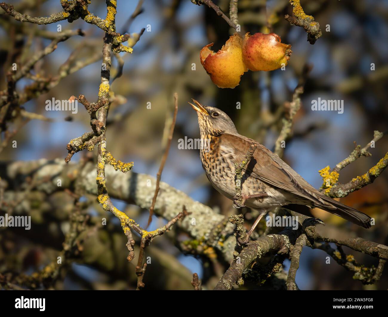 Fieldfare nutrire di mele Foto Stock