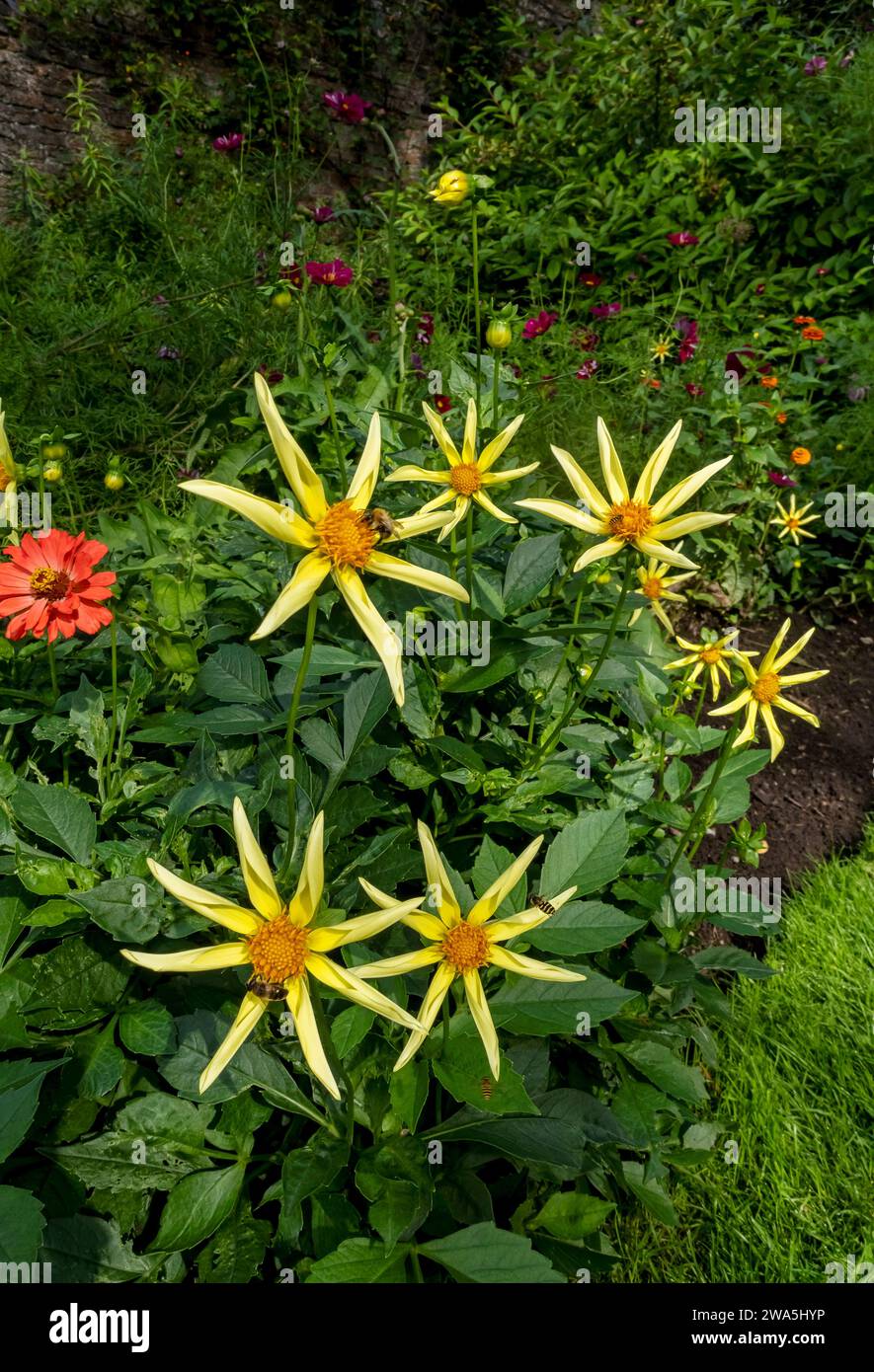 Primo piano della stella gialla dahlia dahlias 'Honka Yellow' fiori che fioriscono nel confine estivo Inghilterra Regno Unito Regno Unito Gran Bretagna Foto Stock