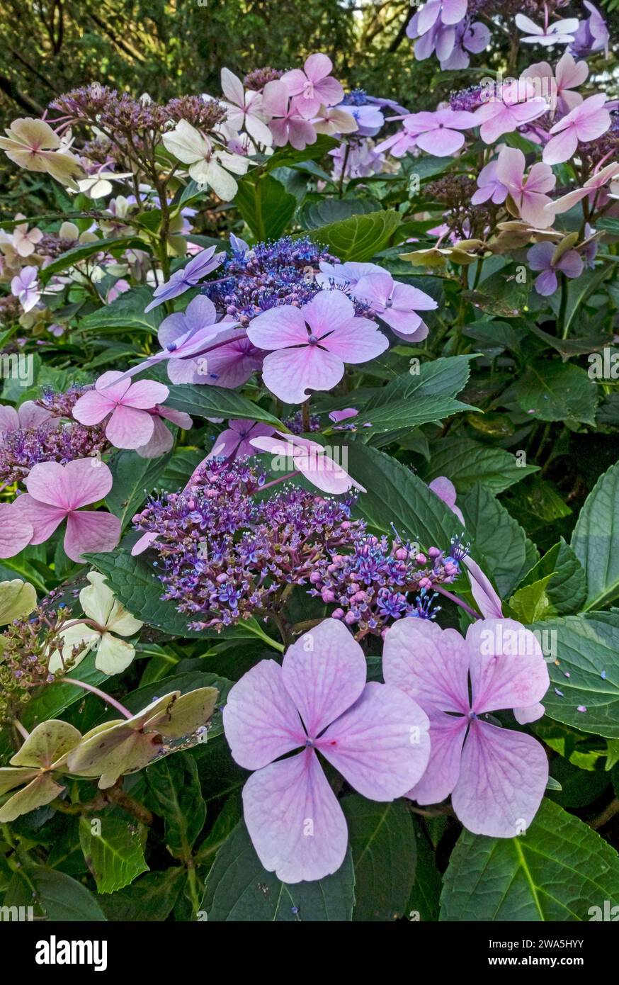 Primo piano di fiori rosa e blu lacecap hydrangea macrophylla fioriti in estate Inghilterra Regno Unito Gran Bretagna Foto Stock