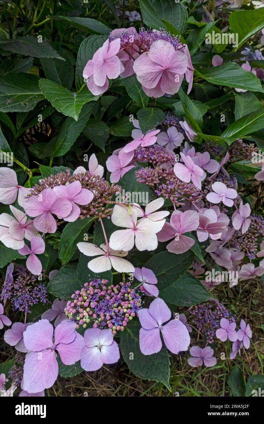 Primo piano di fiori rosa e blu lacecap hydrangea macrophylla fioriti in estate Inghilterra Regno Unito Gran Bretagna Foto Stock