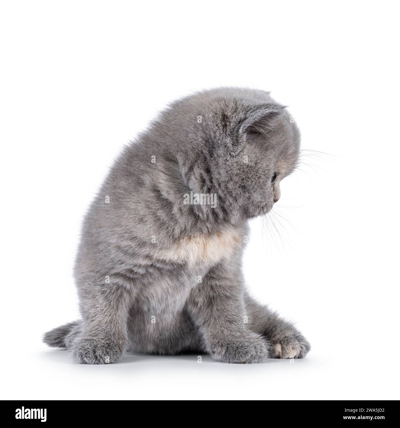 Gattino britannico Shorthair di 6 settimane, seduto di fronte. Guarda le guide laterali che mostrano il profilo. Isolato su sfondo bianco Foto Stock