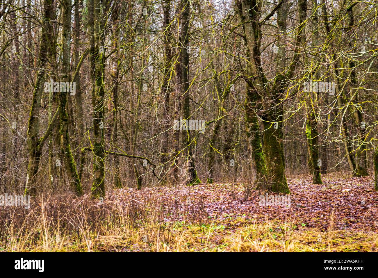Ripresa ravvicinata degli alberi nella foresta. Foto Stock Ripresa ravvicinata degli alberi nella foresta. Foto Stock