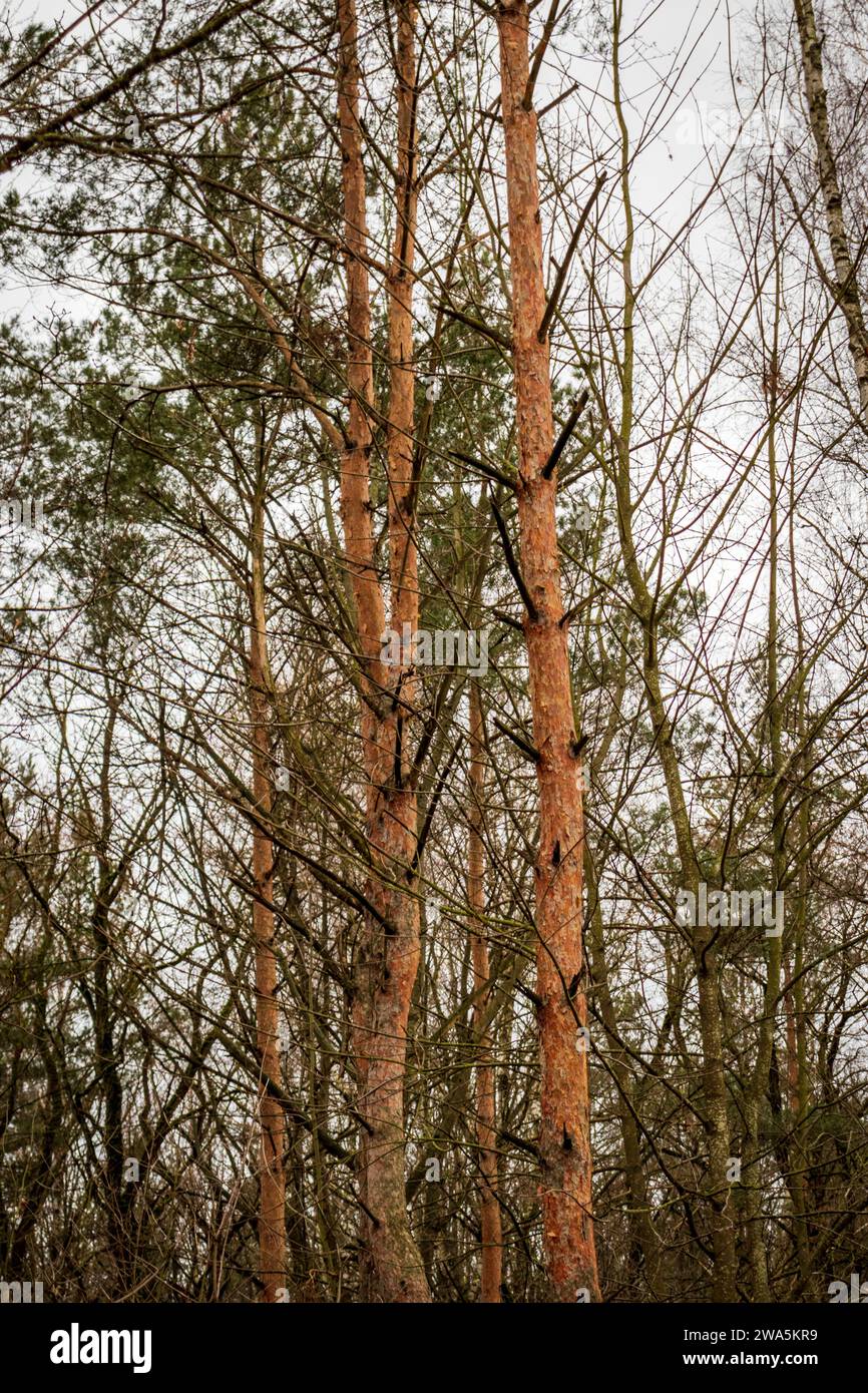 Ripresa ravvicinata degli alberi nella foresta. Foto Stock Ripresa ravvicinata degli alberi nella foresta. Foto Stock