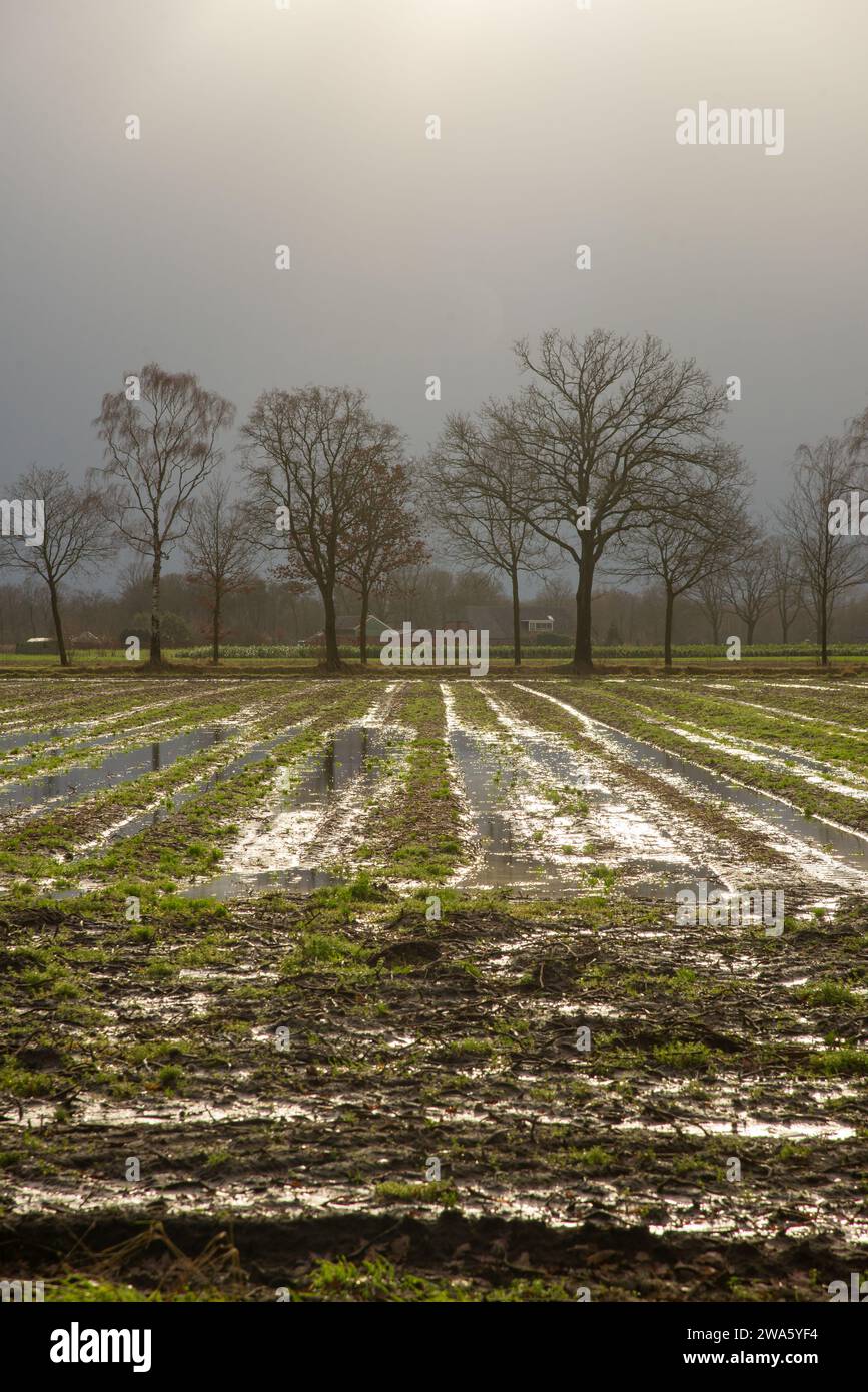 Terreni agricoli allagati a Gelderland, Olanda Foto Stock