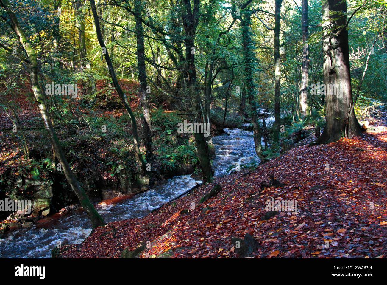 Fiume Clywedog che attraversa Plas Power Woods, Coedpoeth, Galles Foto Stock