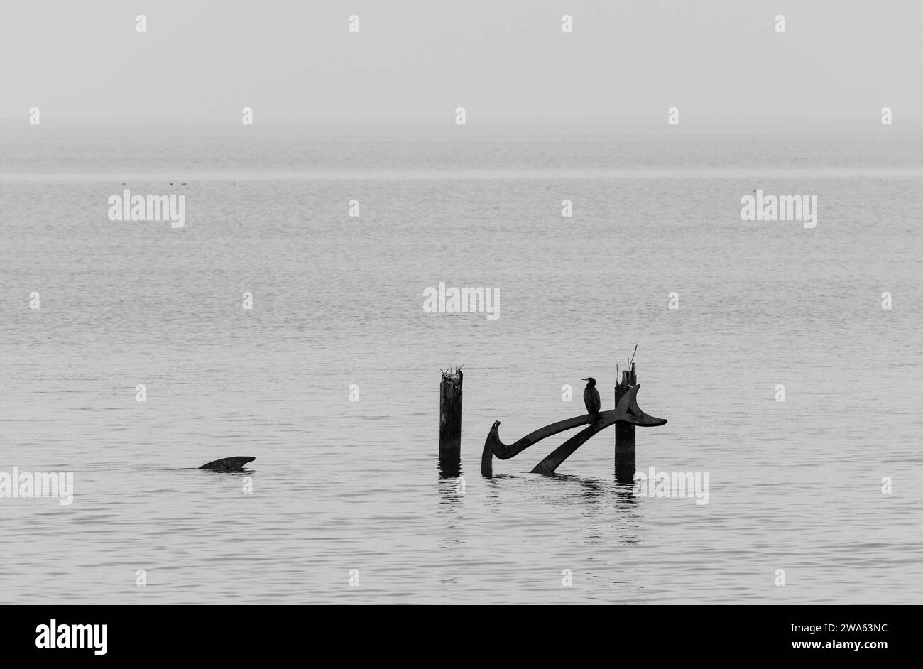Grado (Italia) mare durante una giornata invernale con una fitta nebbia che rende l'ambiente suggestivo e mistico. In lontananza, un cormorano arroccato. Foto Stock