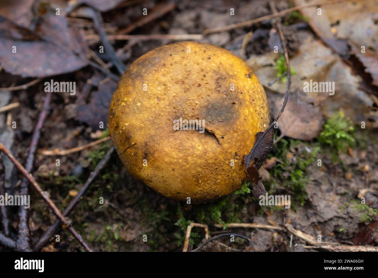 Funghi gialli selvatici nei boschi Foto Stock