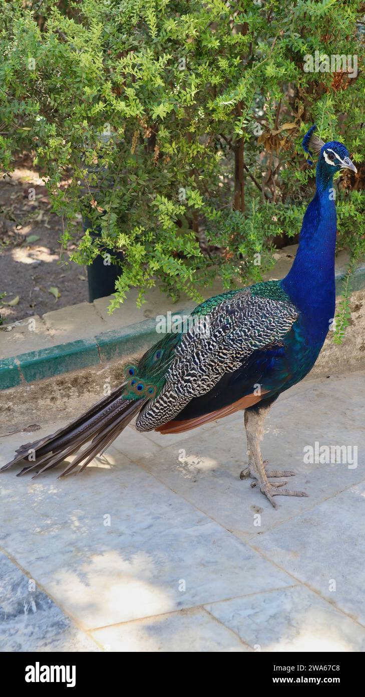 Foto fauna selvatica pavone Spagna Europa Foto Stock