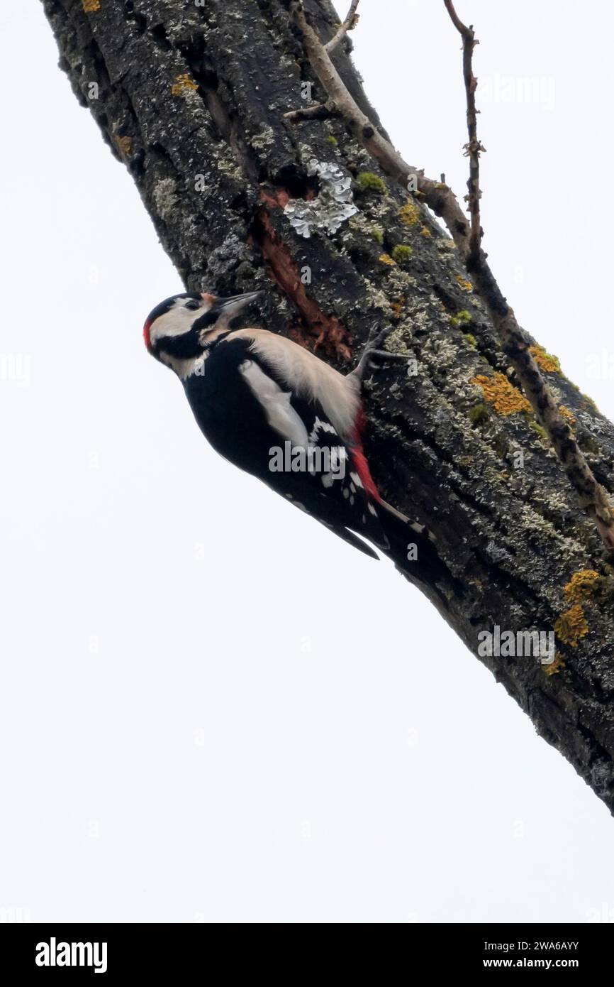 Un grande picchio maculato si allunga sul tronco di un vecchio albero in inverno contro un cielo grigio Foto Stock