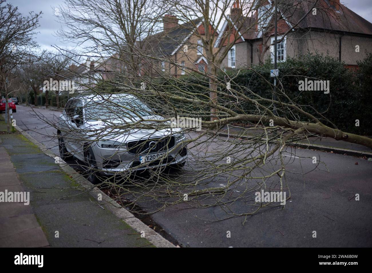 Londra, Regno Unito. 2 gennaio 2024. Un albero caduto a South Wimbledon a causa dei forti venti causati da Storm Henk, come previsto dal Met Office, suggerisce raffiche fino a 80 km/h, con condizioni gravose che colpiscono Londra e le Midlands. 2 gennaio 2024. Londra, Inghilterra, Regno Unito credito: Jeff Gilbert/Alamy Live News Credit: Jeff Gilbert/Alamy Live News Foto Stock