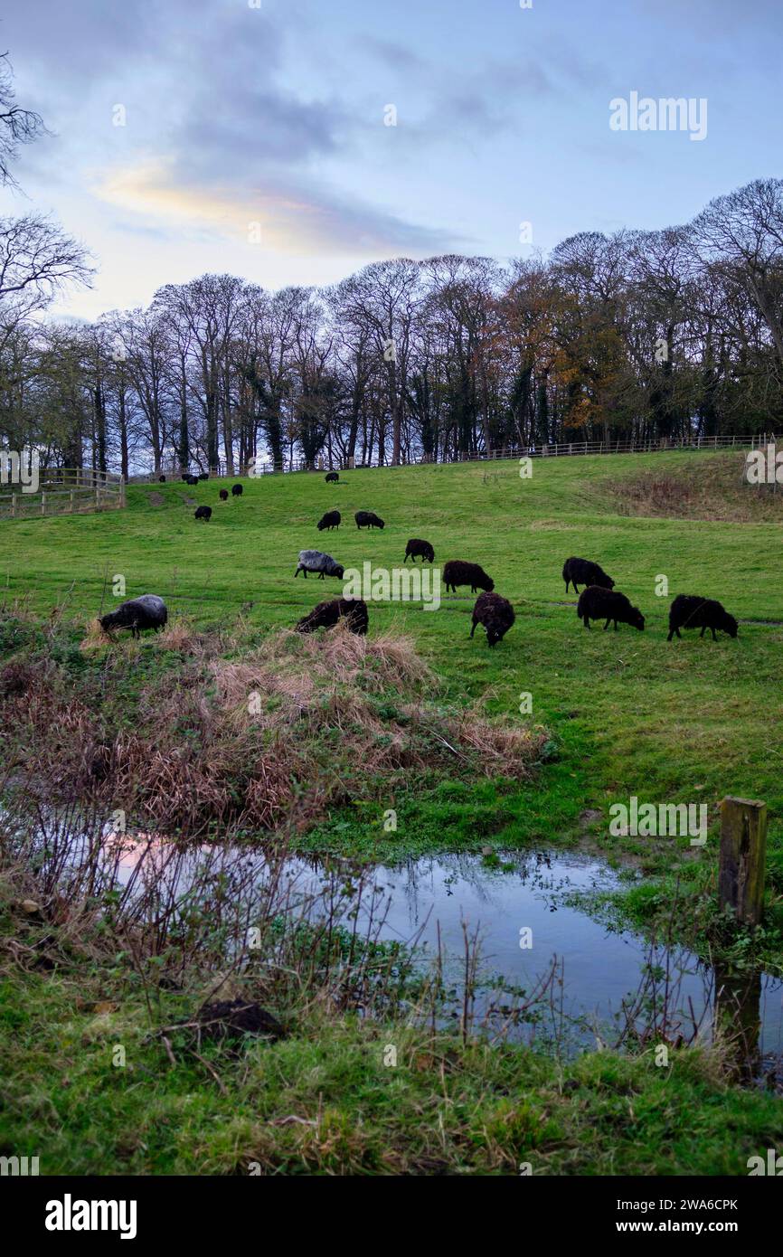 Pecore nere nel paesaggio, scena rurale autunnale, Womersley, North Yorkshire, Regno Unito Foto Stock