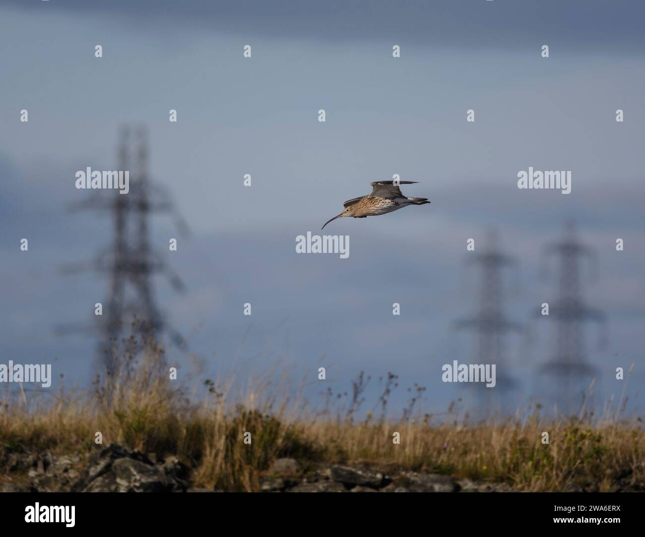 Curlew eurasiatico Numenius arquata, in volo su prati ruvidi con piloni elettrici sullo sfondo, Cleveland, Inghilterra, Regno Unito, ottobre. Foto Stock
