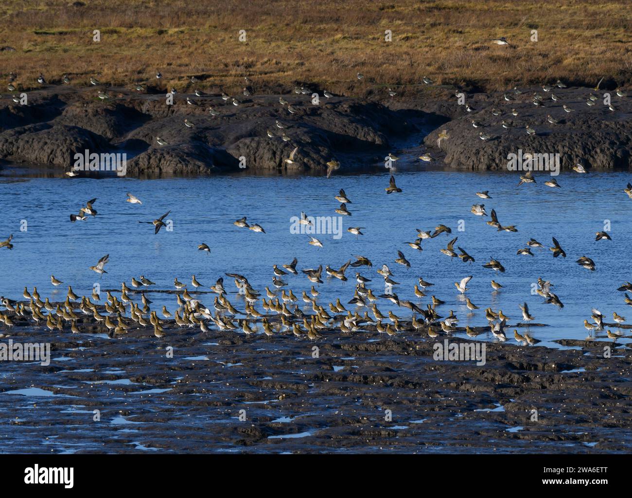 plover Pluvialis apricaria europea e Vanellus vanellus, stormo e riposo su pianure fangose in un torrente di marea, Teesmouth Foto Stock