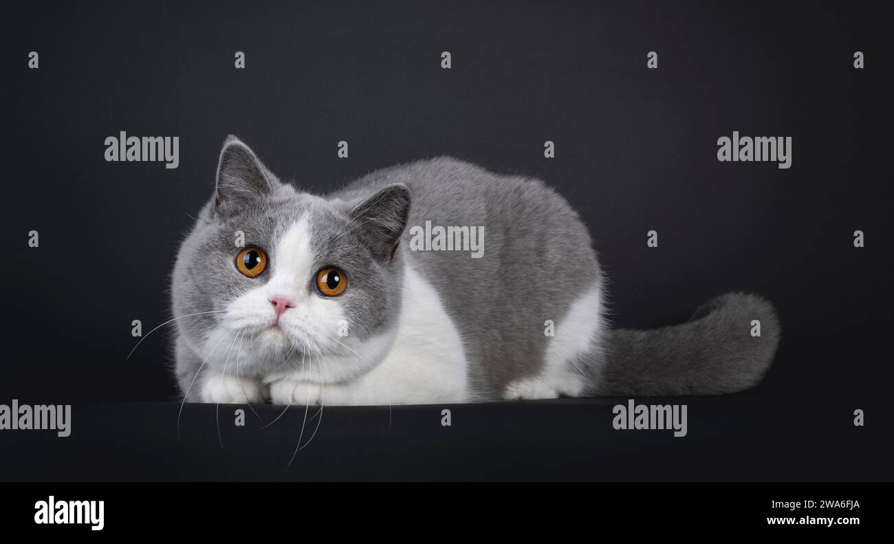 Carino giovane adulto blu con gatto Shorthair britannico bianco, sdraiato con la testa bassa. Guardando verso la fotocamera con uno sguardo innocente e occhi arancioni. Isolato Foto Stock