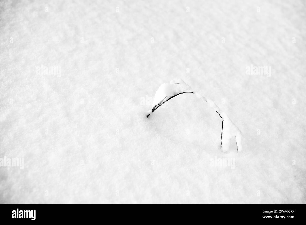 Diramazione sotto copertura di neve. Sfondo texture innevato. Bianco d'inverno astratto. Foto Stock