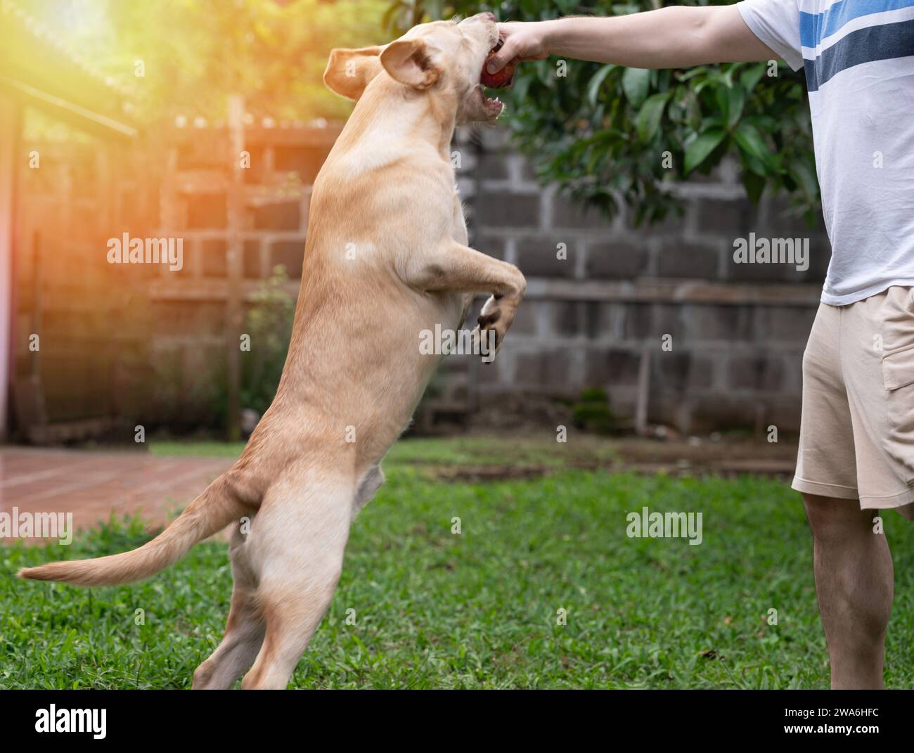 Il cane Labrador salta per prendere il giocattolo sul soleggiato sfondo verde del parco Foto Stock