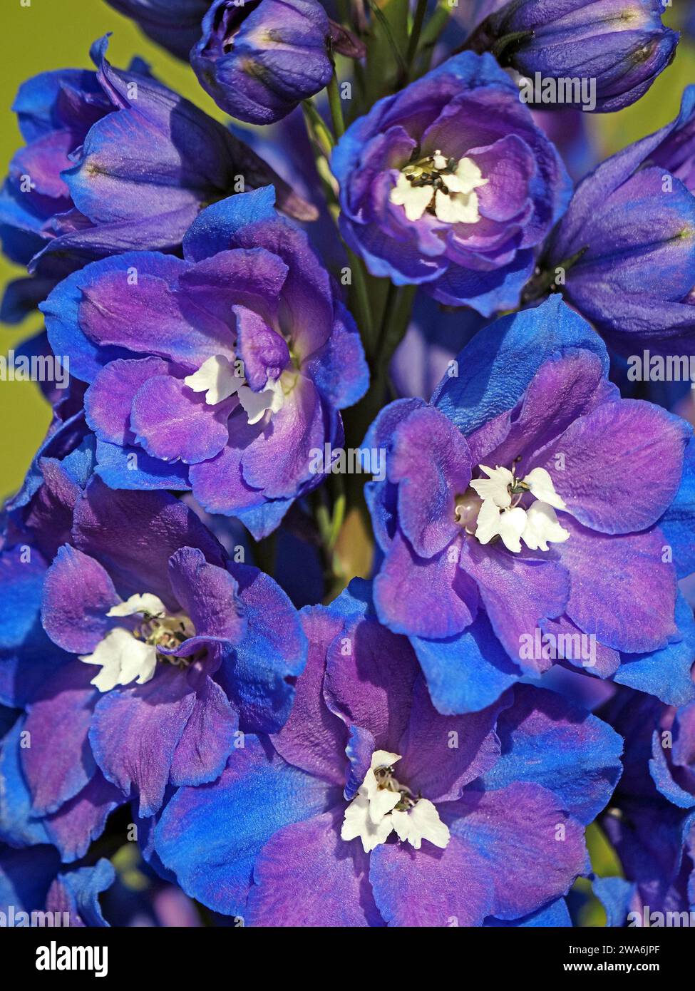 Fiori massaggiati blu viola di Delfini di api bianche e blu scuro coltivati con centri bianchi in affollata fioritura artistica Foto Stock