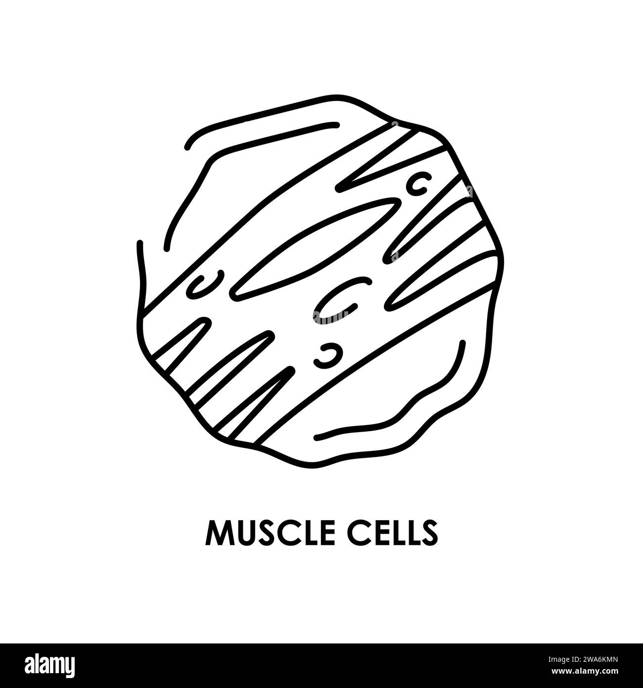 Icona linea colore cellule muscolari. Microrganismi microbi, batteri. Elemento isolato vettore. Tratto modificabile. Illustrazione Vettoriale