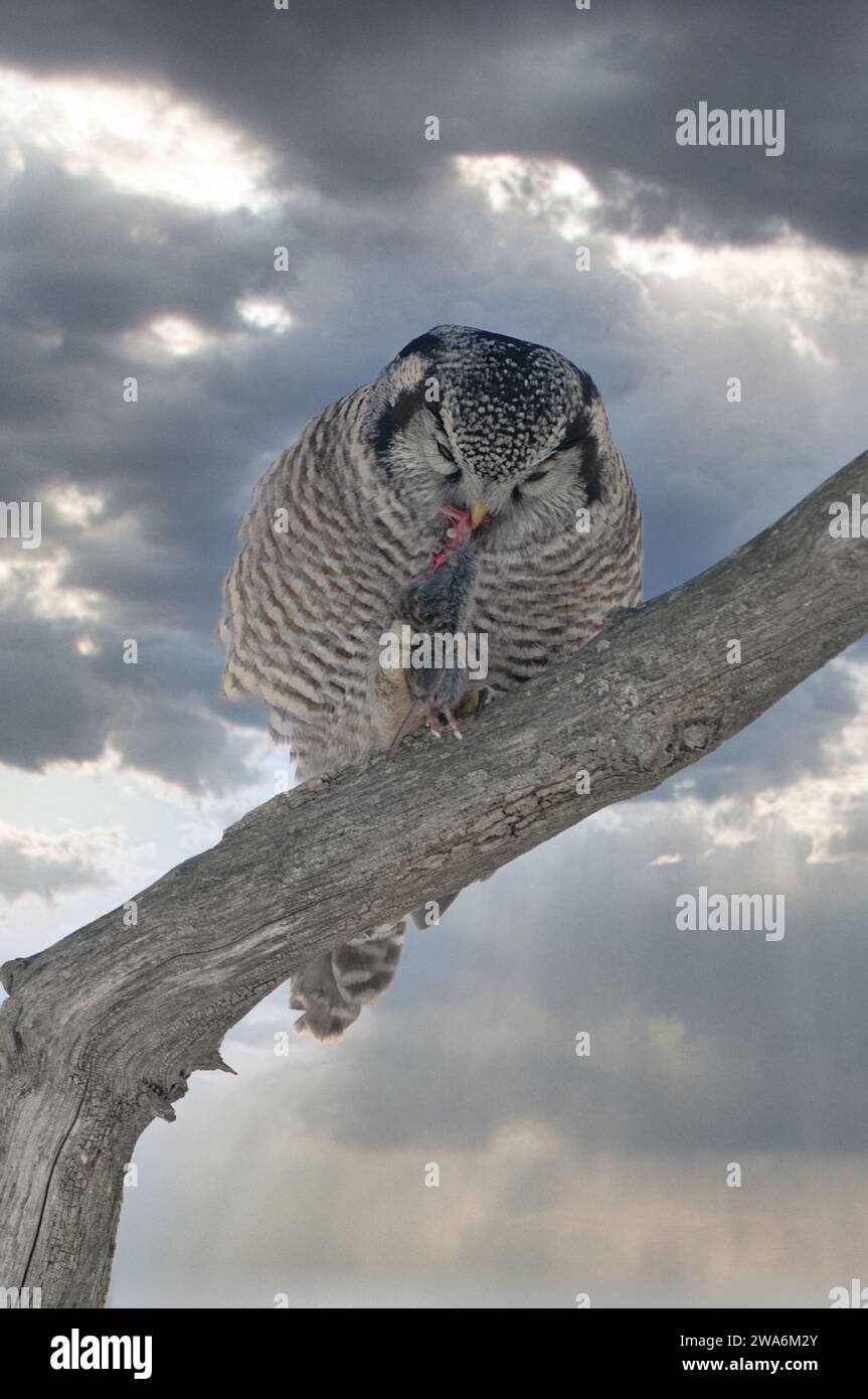 Il Northern Hawk Owl si arenava su una diramazione Foto Stock