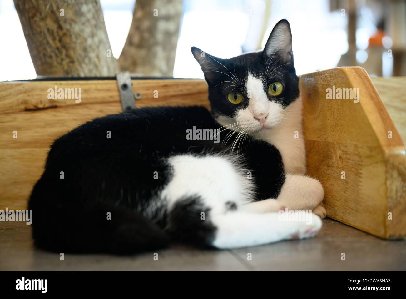 Gatto carino rilassante, immagine del calendario ideale Foto Stock