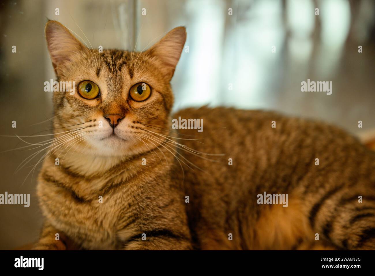 Gatto carino rilassante, immagine del calendario ideale Foto Stock