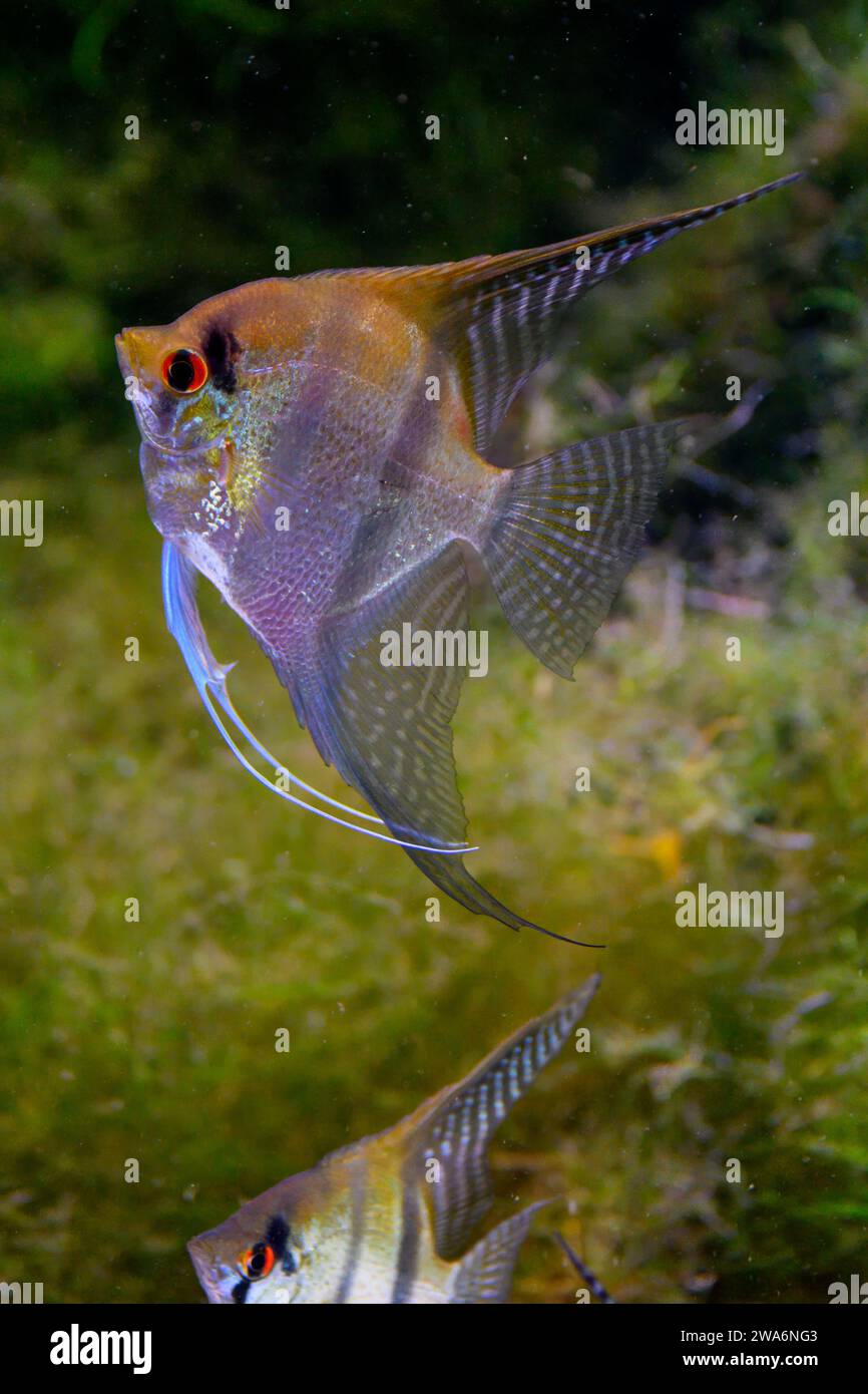 An Altum Angel Fish (pesce angelico profondo) Foto Stock