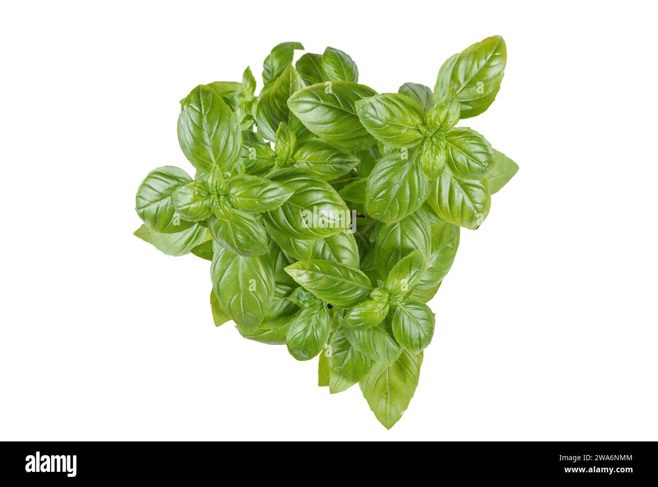 Cespuglio di basilico organico verde fresco su sfondo bianco. Coltivazione di piante indoor, alimentazione sana, erbe aromatiche, ingrediente alimentare, spezie per la cucina Foto Stock
